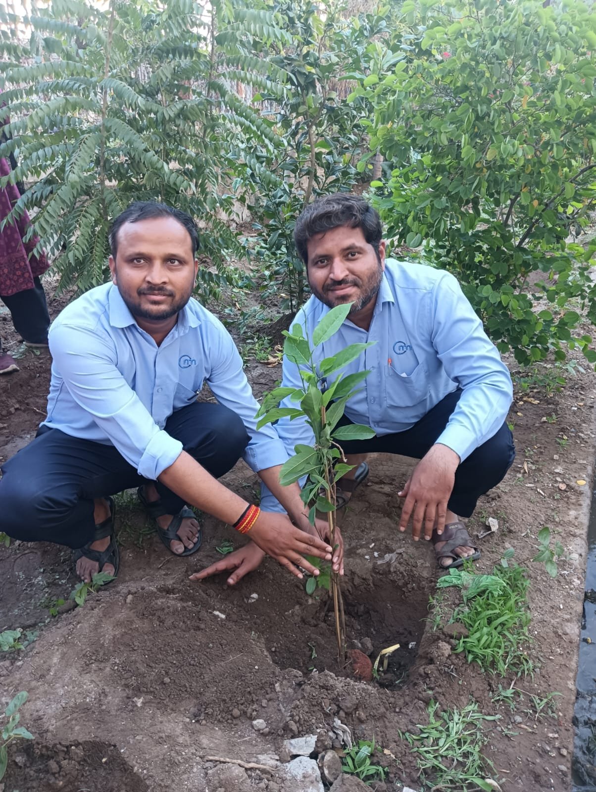 Tree Plantation
